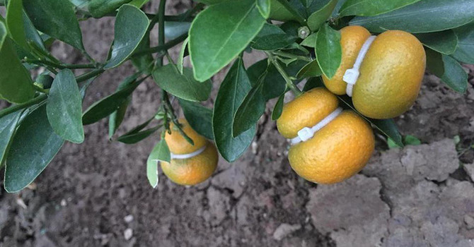 2673168017681409434955168298568630488462688n-15482