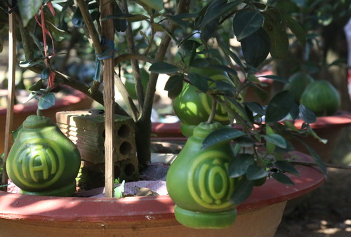 6T1A2550-4068-1548662578