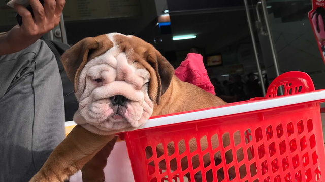 Đưa thú cưng về quê ăn tết, muốn máy bay, tàu hỏa,