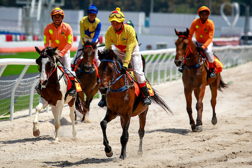 dua-ngua-Tha-nh-Nguye-n-3133-1551530525