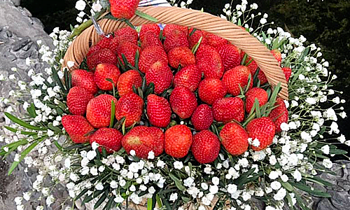 hoa-1551846038-1551846050-8345-3430-2682-155186463