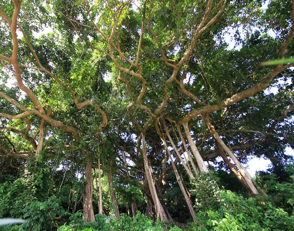 6934858516887515379247094013419395039625216n-15669