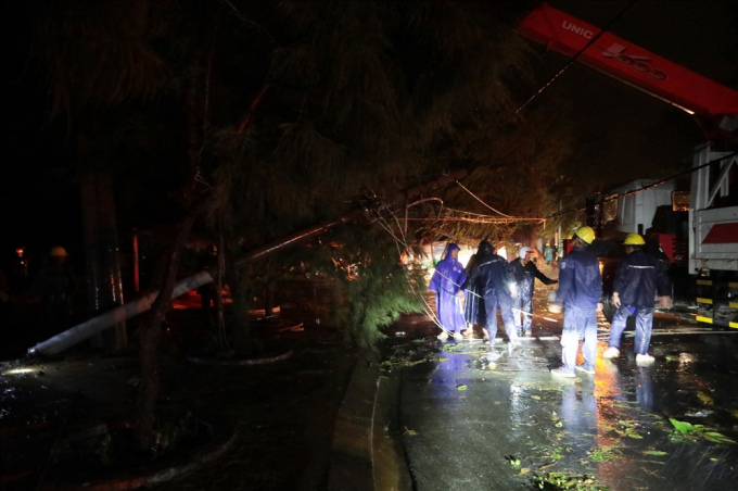 cây đổ cần giờ