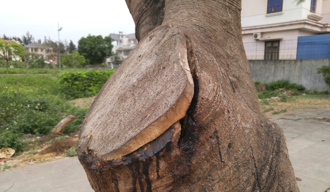 2 Trơ trụi con đường hoa phượng đẹp bậc nhất Việt 