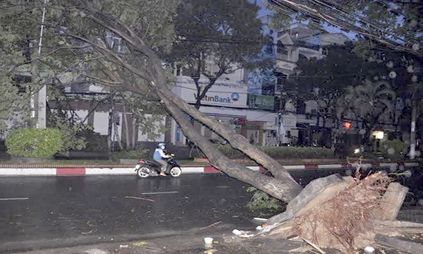 cay-xanh-cho-bat-goc-hinh-anh