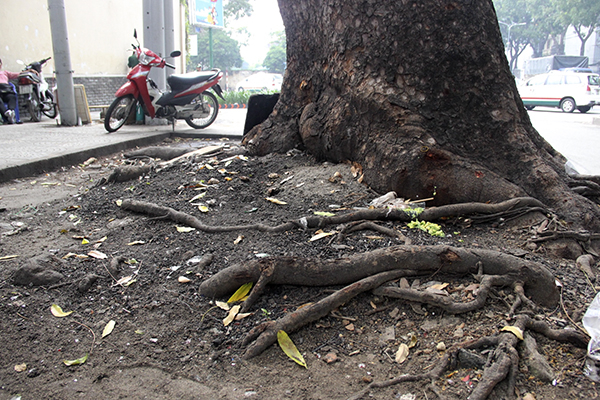 cay-xanh-cho-bat-goc-hinh-anh-2