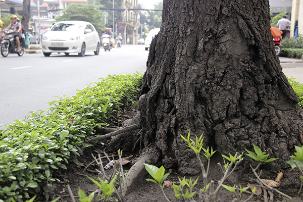 cay-xanh-cho-bat-goc-hinh-anh-6