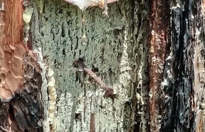 Kẻ xấu đóng đinh. đổ hóa chất vào thân cây.