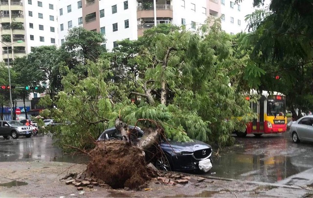 Hà Nội: Nhiều xe ô tô bị cây cổ thụ bật gốc đè trúng trong mưa lớn - Ảnh 1.
