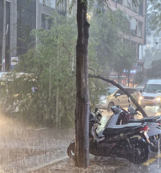 TP. HCM mưa lớn cây gãy đổ khiến giao thông rối loạn- Ảnh 3.