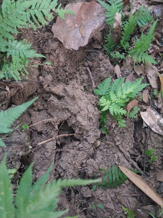 Cận cảnh sạt lở trên QL4D đoạn TP. Lào Cai- Ảnh 5.