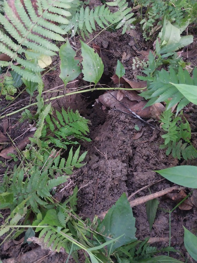 Cận cảnh sạt lở trên QL4D đoạn TP. Lào Cai- Ảnh 3.