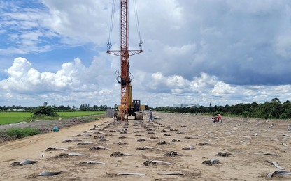 Dùng cát biển đắp nền đường cao tốc được không?