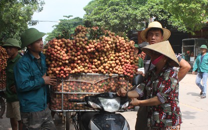 Bắc Giang triển khai lực lượng bảo đảm trật tự ATGT mùa vải thiều