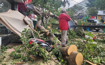 Video: Cây cổ thụ gãy đổ ở Đắk lắk, người phụ nữ đi xe máy bị thương