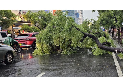 TP. HCM mưa lớn cây gãy đổ khiến giao thông rối loạn