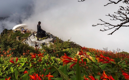 Mênh mông sắc vàng cam của hoa dơn lúa trên đỉnh Fansipan