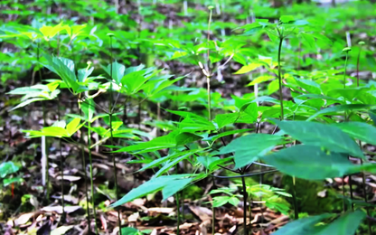 Sắc xuân trên thánh địa sâm Ngọc Linh