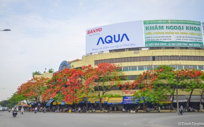 Ngắm thành phố "hoa phượng đỏ" rực rỡ sau những ngày mưa