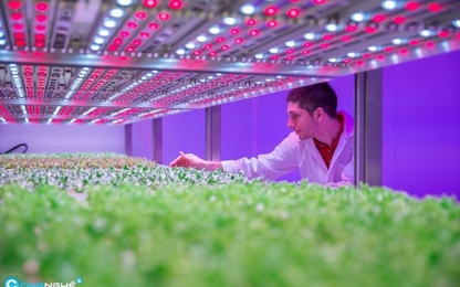 Philips phát triển hệ thống đèn trồng trọt trong nhà