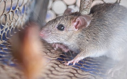 Giá dầu giảm bất chấp căng thẳng Trung Đông