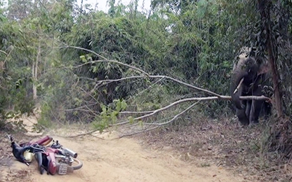 Voi ngà lệch xông ra đường, hàng chục người tháo chạy