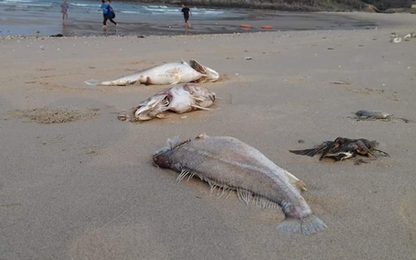 Hiện tượng cá chết hàng loạt có thể tái diễn trong thời gian tới