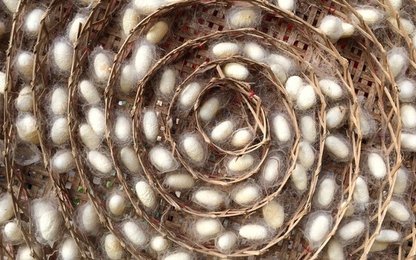 Cho tằm ăn ống nano carbon,tạo ra loại tơ siêu bền dẫn được cả điện