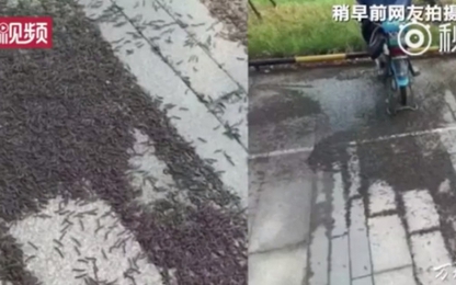 Thảm sâu cuốn chiếu dài 200m phủ đen kịt ga tàu Trung Quốc