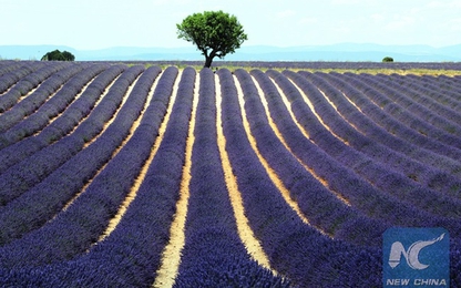 Israel đăng ký bằng sáng chế phát tán mùi hương bằng smartphone.