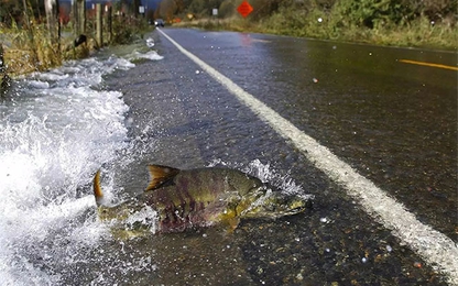 Lạ kỳ đàn cá hồi băng qua đường ngay trước mũi ô tô