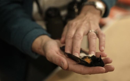 Các tòa nhà chọc trời ở Mỹ giết 600 triệu con chim mỗi năm