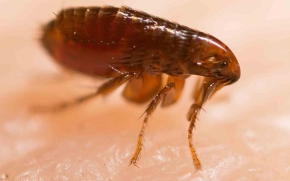 Đồn cảnh sát ở Paris đóng cửa vì bọ chét xâm lăng