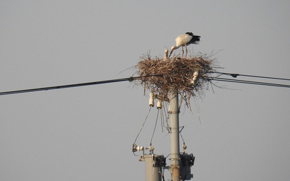 Điện lực Nhật Bản tách đường dây cao thế chỉ vì 1 tổ cò