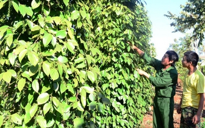 Gia Lai: Câu lạc bộ cựu chiến binh làm kinh tế giỏi ở Chư Prông