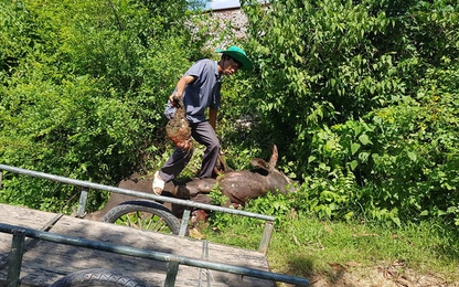 Ngành ĐSVN thiệt hại nặng nề do tàu tông trâu, bò