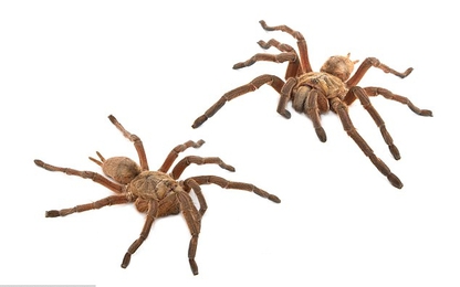 Hoãn bay vì "vua nhện" xổng chuồng