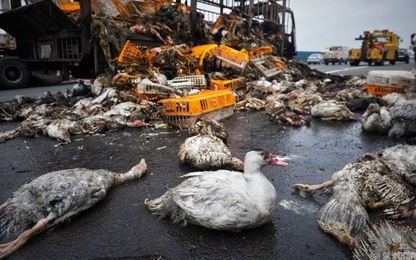 Những vụ rơi vãi hàng hoá và hôi của nổi nhất năm 2015