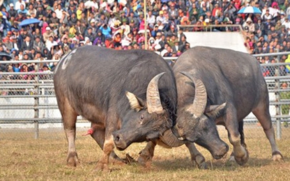 Hà Nội cấm lễ hội chọi trâu