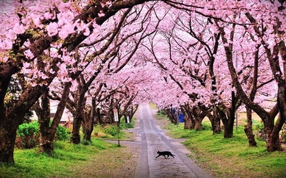 Hà Nội trồng 200 cây hoa anh đào Nhật tại công viên Hòa Bình