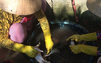 Phát hiện cơ sở giết mổ tẩy lông gia cầm bằng hóa chất lạ