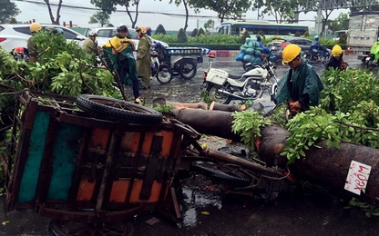 Cổ thụ bật gốc đè gãy chân người đi đường ở Sài Gòn