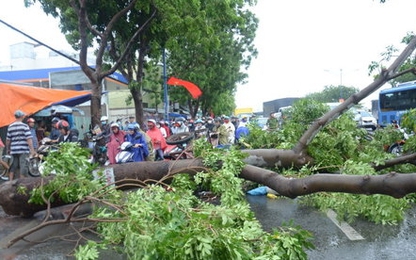 Cưa cây làm chết người đi đường ở miền Tây