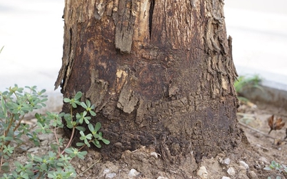 Hàng loạt cây xanh chết bất thường trên đại lộ