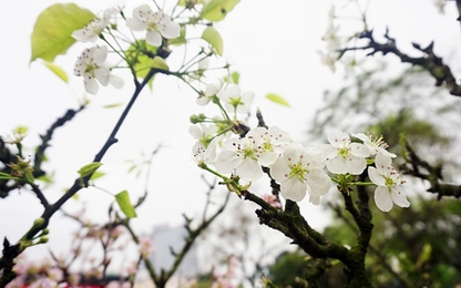 10.000 cành hoa Anh đào sẽ khoe sắc bên hồ Gươm