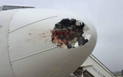 Trễ chuyến dây chuyền do chim va động cơ máy bay tại Nội Bài