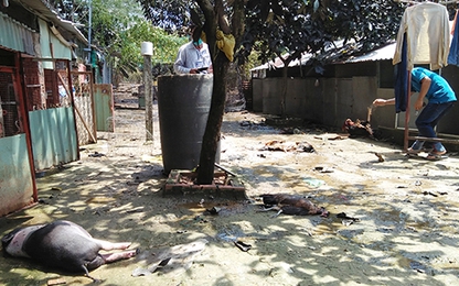 Vụ rò rỉ khí NH3: 'Nhiều người chảy máu, động vật chết la liệt'