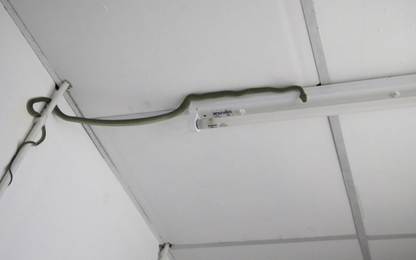 Vấn nạn rắn ở Bangkok: Lính cứu hỏa bắt rắn nhiều hơn dập lửa