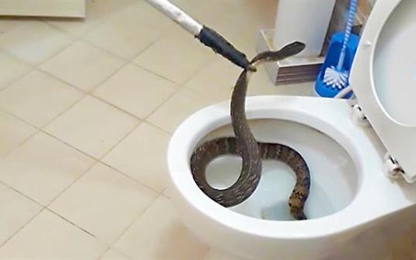 Thái Lan: Ác mộng 31.801 con rắn chui lên từ bồn cầu