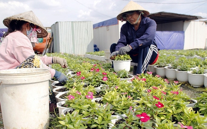 Tết này người Sài Gòn đi chợ mua hoa ở đâu?